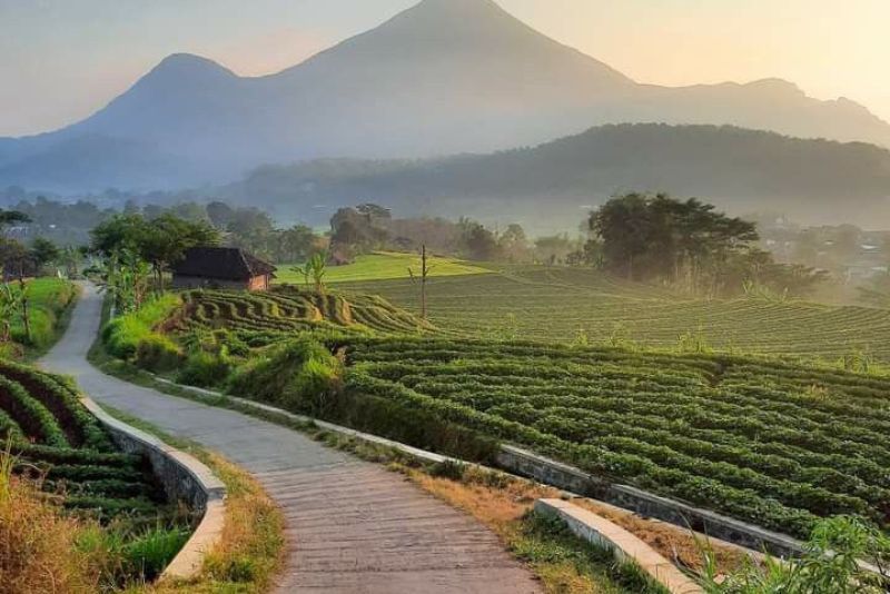 Desa Tanjungwangi